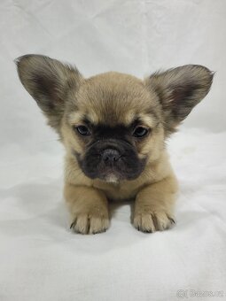 Francouzský buldoček - 6