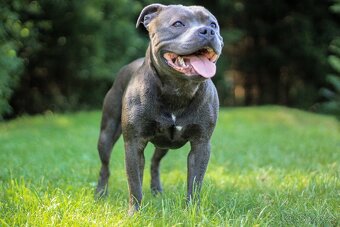 Stafordšírský bulteriér s PP - krytí chovným psem - 6