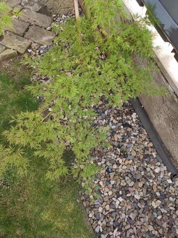 Japonský javor zeleny - 6