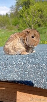 Zakrslý králíček Miniature Lop - 6