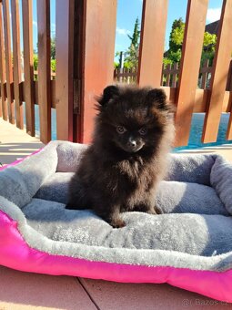 Pomeranian s PP - 6