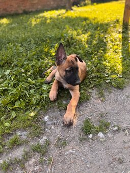 Belgický ovčák Malinois s PP - 6