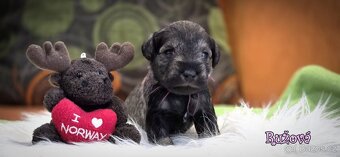 Knírač malý - korenie a soľ - 6