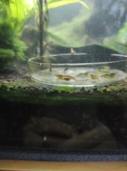 Sladkovodní krevetky Neocaridina - 6