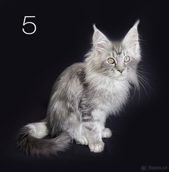 Mainská mývalí koťátka bez PP - 6