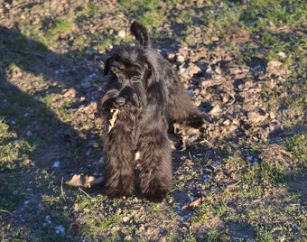 Knírač malý černý - top psík s PP - 6