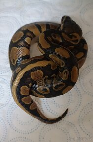 Krajta královská mláďata ze spojení Spotnose pastel clown - 6