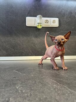 Sphynx - 6