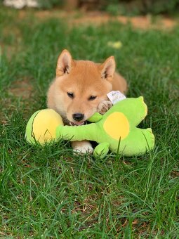 Shiba inu - 6