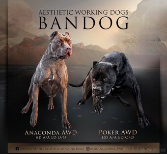 Bandog, Mastiff, Molos - 6