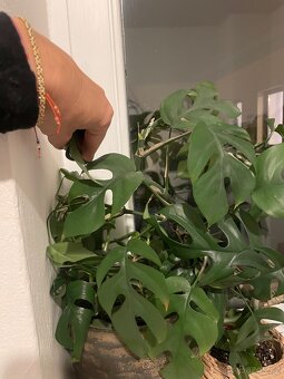 Monstera Monkey (?) - 6