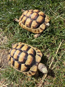 Želva Vroubená 🐢 Testudo Marginata nz.2022 - 6