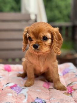 Cavalier King Charles Spaniel s PP - 6