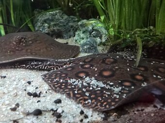 Potamotrygon motoro Mini Royal marbled - 6