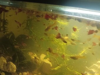 Prodej s vlastního chovu - 6