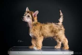 Čínský chocholatý pes / štěně / labutěnka - 6