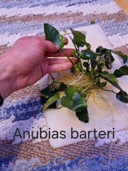 Čerstvé akvarijní rostliny - 6