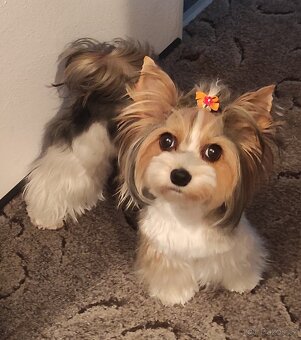 Hledáme krytí/ženicha Biewera - 6