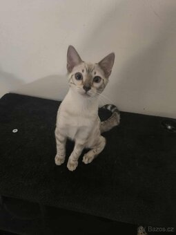 Bengálská kočka, koťata, kocourek 🐆 - 6