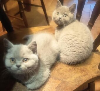 Britský krémový ko - 6