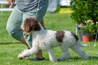 Lagotto romagnolo s PP (italský vodní pes) - 6