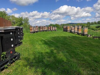 včelí med,med,květový,lipový,smíšený,lesní,tmavý,včelstva - 6