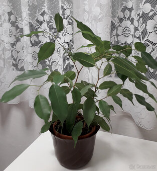 pokojové květiny - 6