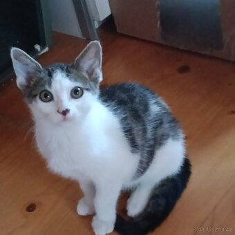 Koťátka k adopci - 6