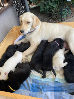 Labrador - 6