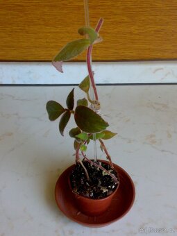 Kohlerie - Kohleria eriantha - rostlina - 6