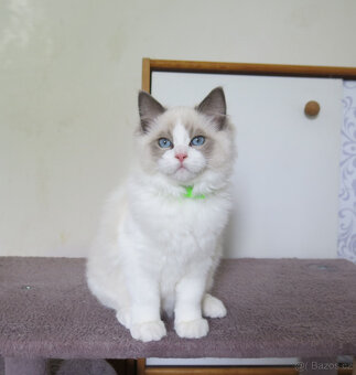 Ragdoll kocourci s průkazem původu - 6