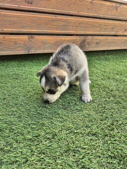 Sibiřský Husky - štěně - 6