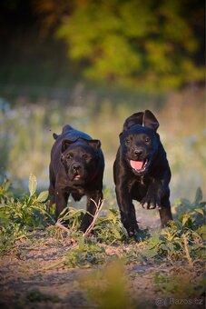 Štěňata Labrador-Labradorský Retrívr Fenečky - 6