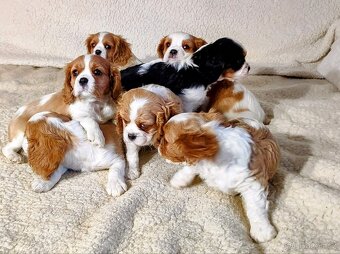 Kavalír king Charles španěl - 6