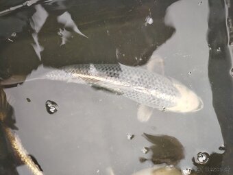 Koi kapr - 6