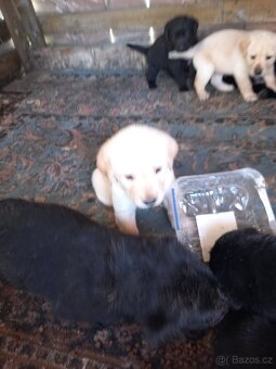 Labrador - 6