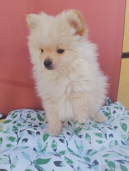 Pomeranian špic - 6