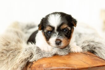 Biewer a Biro Yorkshire Terrier s PP, Jorkšír terier s PP - 6