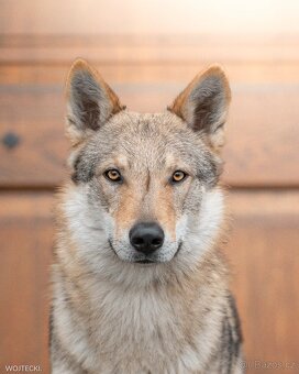 Československý vlčák - štěňátka s PP - 6