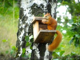 Krmítko pro veverky - 6