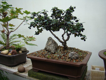 Skalník celokrajný bonsai - 6
