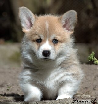 Welsch corgi pembroke s PP - 6