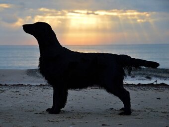 Flat Coated Retriever - pejsci s průkazem původu - 6