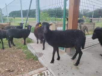 Ouessantské jehničky a loňská bahnička - 6