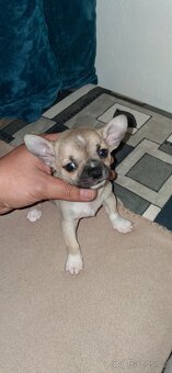 Čivava krátkosrstá mini  štěňatka - 6
