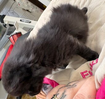 Bengálská/britská koťata - 6