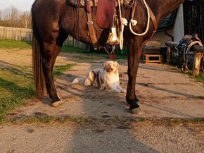 Krytí - Australský ovčák s PP - 6