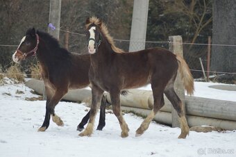 Welsh cob - 6