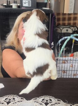 Shih-tzu, shih tzu - 6