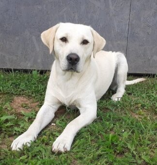 Labradorský retrívr/retriever - 6